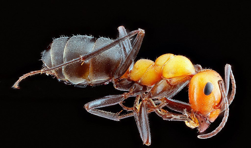 Ant Control service in Evanston, IL