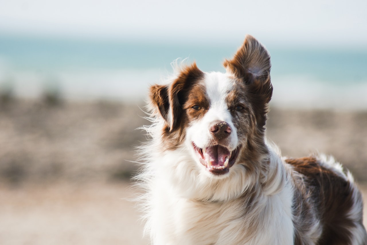 Flea & Tick Control service in Evanston, IL