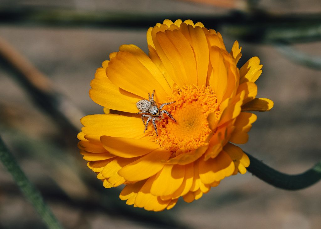 Spider Control service in Evanston, IL